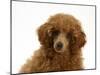 Red Toy Poodle Puppy, Reggie, 12 Weeks, Portrait-Mark Taylor-Mounted Photographic Print