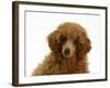 Red Toy Poodle Puppy, Reggie, 12 Weeks, Portrait-Mark Taylor-Framed Photographic Print