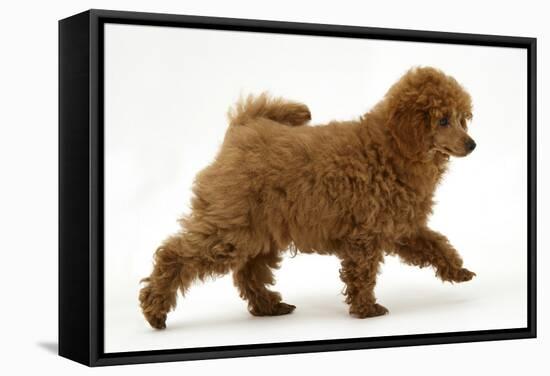 Red Toy Poodle Puppy, Reggie, 12 Weeks, Walking Across-Mark Taylor-Framed Stretched Canvas