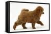 Red Toy Poodle Puppy, Reggie, 12 Weeks, Walking Across-Mark Taylor-Framed Stretched Canvas