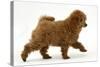 Red Toy Poodle Puppy, Reggie, 12 Weeks, Walking Across-Mark Taylor-Stretched Canvas