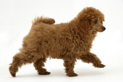 toy poodle walking