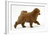 Red Toy Poodle Puppy, Reggie, 12 Weeks, Walking Across-Mark Taylor-Framed Photographic Print