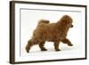 Red Toy Poodle Puppy, Reggie, 12 Weeks, Walking Across-Mark Taylor-Framed Photographic Print