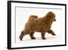 Red Toy Poodle Puppy, Reggie, 12 Weeks, Walking Across-Mark Taylor-Framed Photographic Print