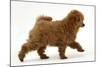 Red Toy Poodle Puppy, Reggie, 12 Weeks, Walking Across-Mark Taylor-Mounted Photographic Print