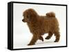 Red Toy Poodle Puppy, Reggie, 12 Weeks, Walking-Mark Taylor-Framed Stretched Canvas