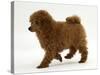 Red Toy Poodle Puppy, Reggie, 12 Weeks, Walking-Mark Taylor-Stretched Canvas