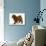 Red Toy Poodle Puppy, Reggie, 12 Weeks, Walking-Mark Taylor-Photographic Print displayed on a wall