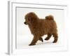 Red Toy Poodle Puppy, Reggie, 12 Weeks, Walking-Mark Taylor-Framed Photographic Print