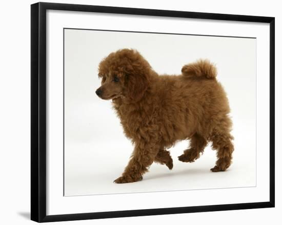 Red Toy Poodle Puppy, Reggie, 12 Weeks, Walking-Mark Taylor-Framed Photographic Print