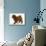 Red Toy Poodle Puppy, Reggie, 12 Weeks, Walking-Mark Taylor-Mounted Photographic Print displayed on a wall