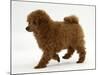 Red Toy Poodle Puppy, Reggie, 12 Weeks, Walking-Mark Taylor-Mounted Photographic Print