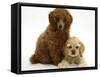 Red Toy Poodle Puppy, Reggie, 12 Weeks, with Buff American Cocker Spaniel Puppy, China, 11 Weeks-Mark Taylor-Framed Stretched Canvas