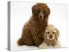 Red Toy Poodle Puppy, Reggie, 12 Weeks, with Buff American Cocker Spaniel Puppy, China, 11 Weeks-Mark Taylor-Stretched Canvas