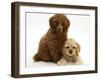 Red Toy Poodle Puppy, Reggie, 12 Weeks, with Buff American Cocker Spaniel Puppy, China, 11 Weeks-Mark Taylor-Framed Photographic Print