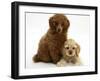 Red Toy Poodle Puppy, Reggie, 12 Weeks, with Buff American Cocker Spaniel Puppy, China, 11 Weeks-Mark Taylor-Framed Photographic Print