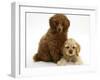 Red Toy Poodle Puppy, Reggie, 12 Weeks, with Buff American Cocker Spaniel Puppy, China, 11 Weeks-Mark Taylor-Framed Photographic Print