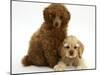 Red Toy Poodle Puppy, Reggie, 12 Weeks, with Buff American Cocker Spaniel Puppy, China, 11 Weeks-Mark Taylor-Mounted Photographic Print