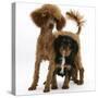 Red Toy Poodle Puppy, Reggie, with Black-And-Tan Cavalier King Charles Spaniel Puppy-Mark Taylor-Stretched Canvas