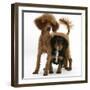 Red Toy Poodle Puppy, Reggie, with Black-And-Tan Cavalier King Charles Spaniel Puppy-Mark Taylor-Framed Photographic Print