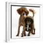 Red Toy Poodle Puppy, Reggie, with Black-And-Tan Cavalier King Charles Spaniel Puppy-Mark Taylor-Framed Photographic Print