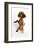 Red Toy Poodle, Reggie, Standing on Hind Legs with Paws Raised-Mark Taylor-Framed Photographic Print