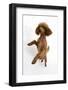 Red Toy Poodle, Reggie, Standing on Hind Legs with Paws Raised-Mark Taylor-Framed Photographic Print
