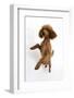 Red Toy Poodle, Reggie, Standing on Hind Legs with Paws Raised-Mark Taylor-Framed Photographic Print