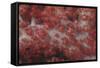 Red Tree Coral on a Fijian Reef-Stocktrek Images-Framed Stretched Canvas