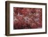 Red Tree Coral on a Fijian Reef-Stocktrek Images-Framed Photographic Print