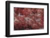 Red Tree Coral on a Fijian Reef-Stocktrek Images-Framed Photographic Print