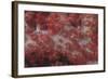 Red Tree Coral on a Fijian Reef-Stocktrek Images-Framed Photographic Print