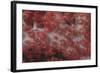 Red Tree Coral on a Fijian Reef-Stocktrek Images-Framed Photographic Print