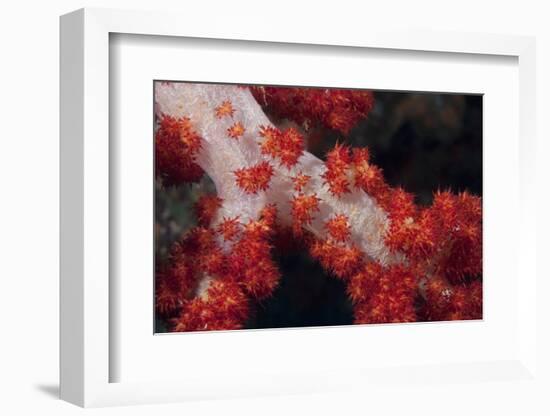 Red Tree Coral on a Fijian Reef-Stocktrek Images-Framed Photographic Print