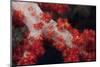 Red Tree Coral on a Fijian Reef-Stocktrek Images-Mounted Photographic Print