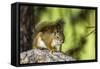 Red Tree Squirrel Posing on Branch in Flagg Ranch, Wyoming-Michael Qualls-Framed Stretched Canvas