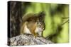 Red Tree Squirrel Posing on Branch in Flagg Ranch, Wyoming-Michael Qualls-Stretched Canvas