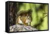 Red Tree Squirrel Posing on Branch in Flagg Ranch, Wyoming-Michael Qualls-Framed Stretched Canvas