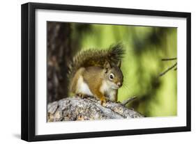Red Tree Squirrel Posing on Branch in Flagg Ranch, Wyoming-Michael Qualls-Framed Photographic Print