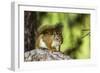 Red Tree Squirrel Posing on Branch in Flagg Ranch, Wyoming-Michael Qualls-Framed Photographic Print