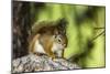 Red Tree Squirrel Posing on Branch in Flagg Ranch, Wyoming-Michael Qualls-Mounted Photographic Print