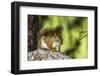 Red Tree Squirrel Posing on Branch in Flagg Ranch, Wyoming-Michael Qualls-Framed Premium Photographic Print