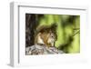 Red Tree Squirrel Posing on Branch in Flagg Ranch, Wyoming-Michael Qualls-Framed Premium Photographic Print