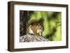 Red Tree Squirrel Posing on Branch in Flagg Ranch, Wyoming-Michael Qualls-Framed Photographic Print