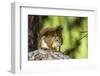 Red Tree Squirrel Posing on Branch in Flagg Ranch, Wyoming-Michael Qualls-Framed Photographic Print