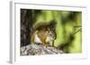 Red Tree Squirrel Posing on Branch in Flagg Ranch, Wyoming-Michael Qualls-Framed Photographic Print