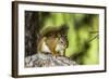 Red Tree Squirrel Posing on Branch in Flagg Ranch, Wyoming-Michael Qualls-Framed Photographic Print