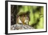 Red Tree Squirrel Posing on Branch in Flagg Ranch, Wyoming-Michael Qualls-Framed Photographic Print