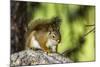 Red Tree Squirrel Posing on Branch in Flagg Ranch, Wyoming-Michael Qualls-Mounted Photographic Print